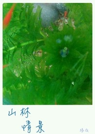 ɽ���龰����