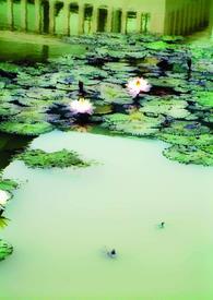 Ե�����������